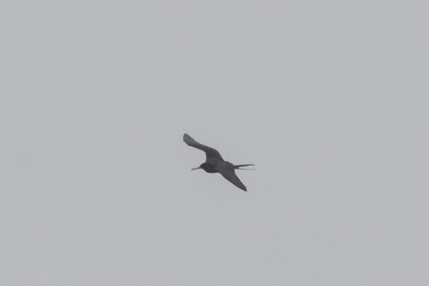 Magnificent Frigatebird - ML622245771