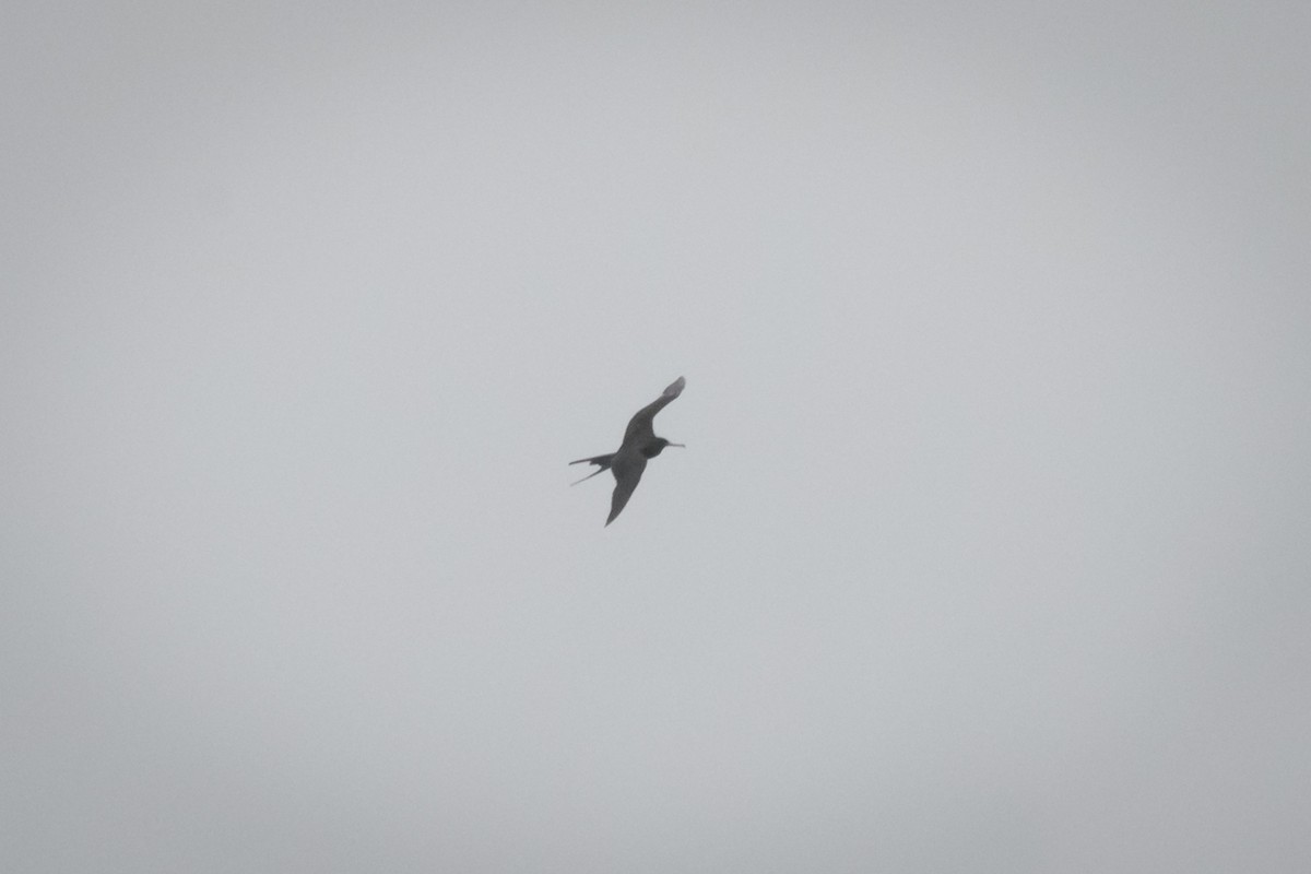 Magnificent Frigatebird - ML622245772