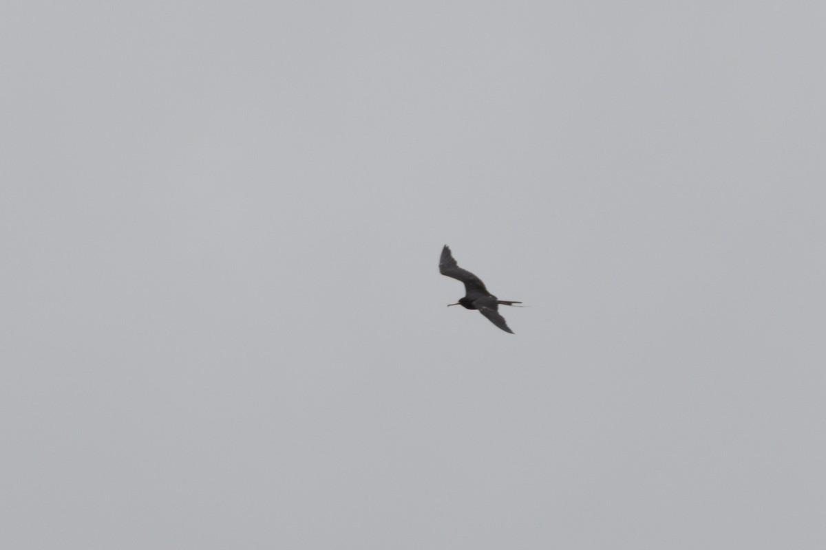 Magnificent Frigatebird - ML622245773