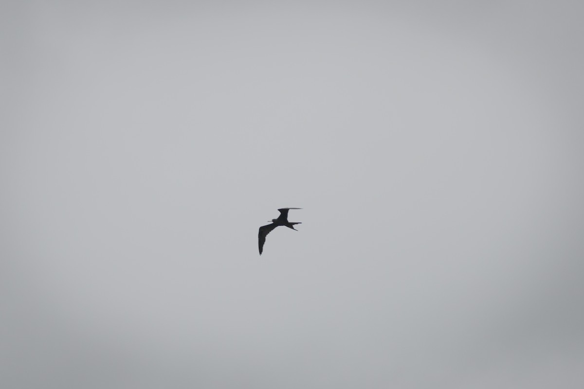 Magnificent Frigatebird - ML622245774