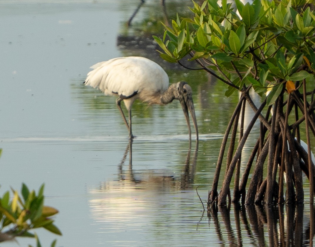 Wood Stork - Tim Wright