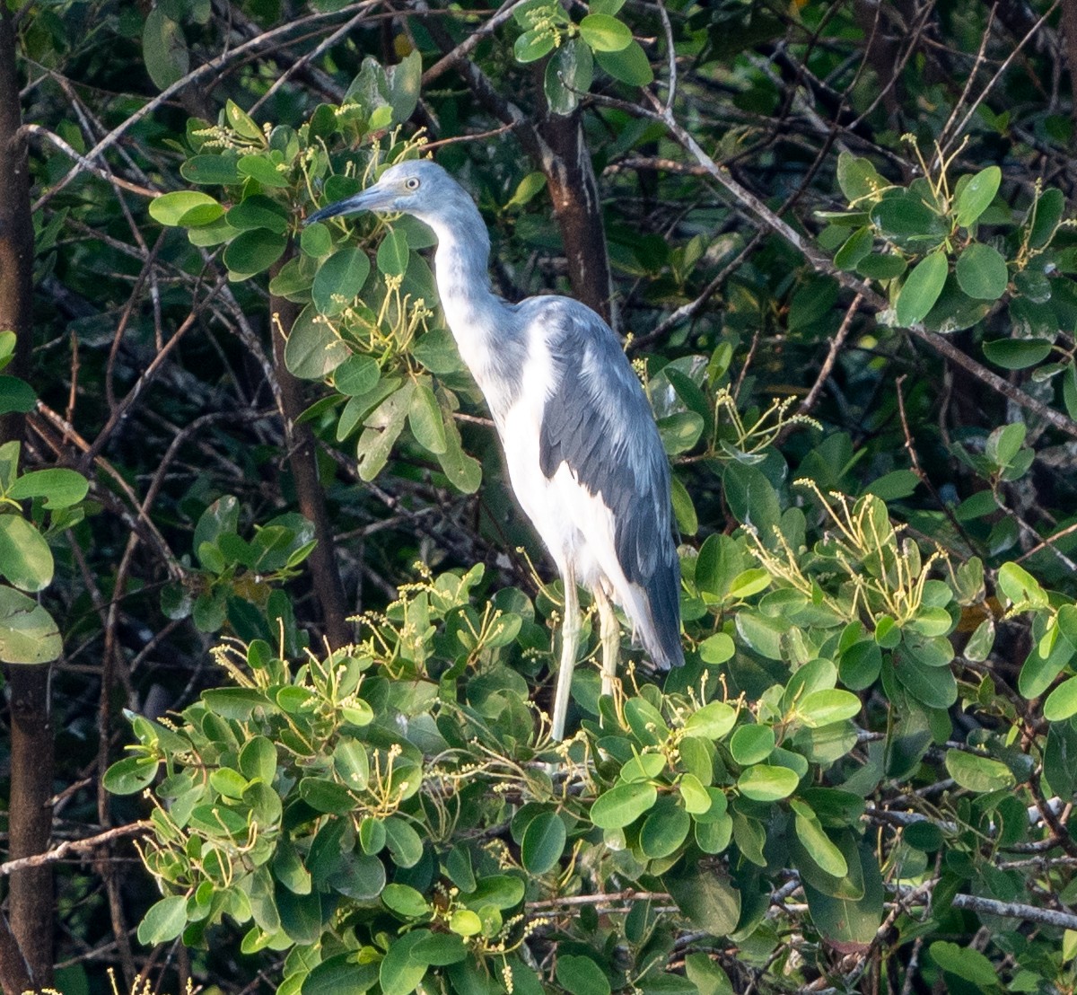 Little Blue Heron - Tim Wright