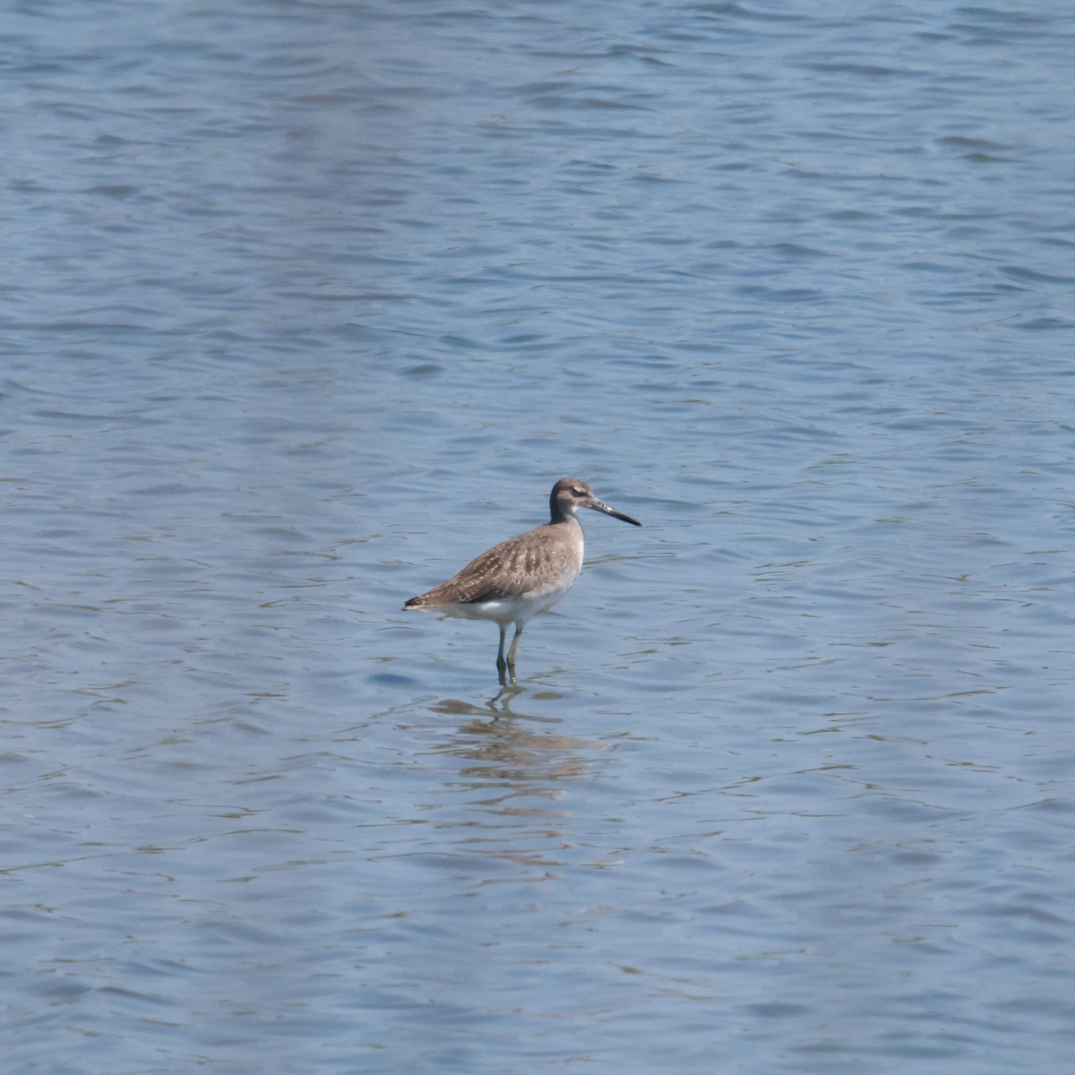 Перепончатопалый улит - ML622245914