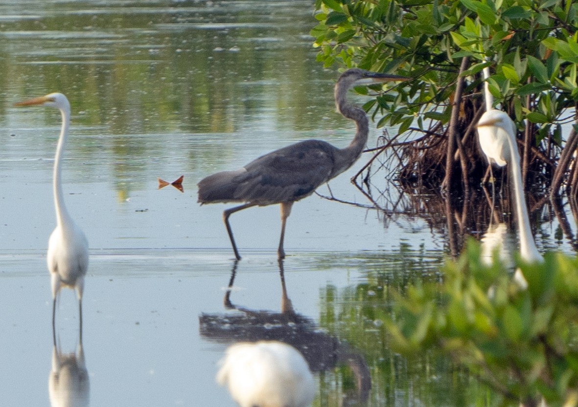 Garza Azulada - ML622245949