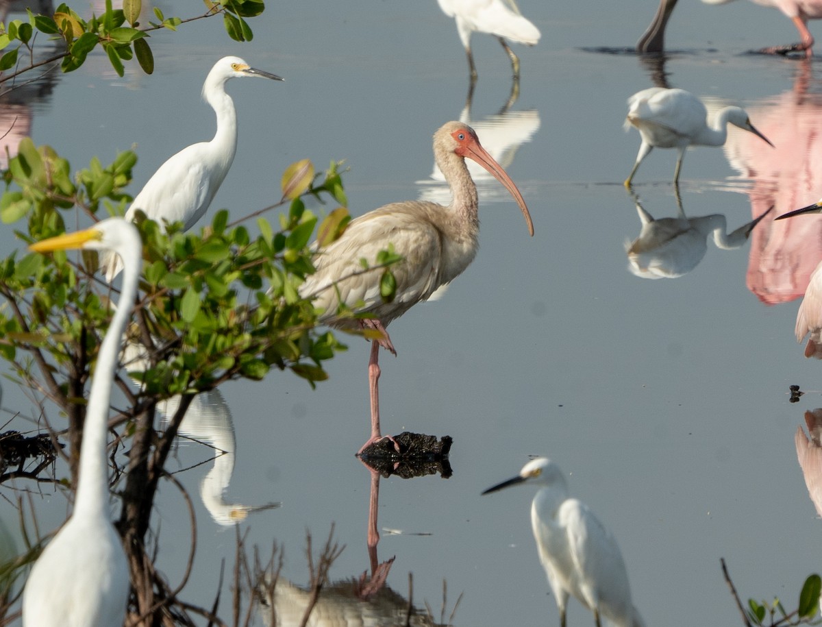 Ibis Blanco - ML622245964