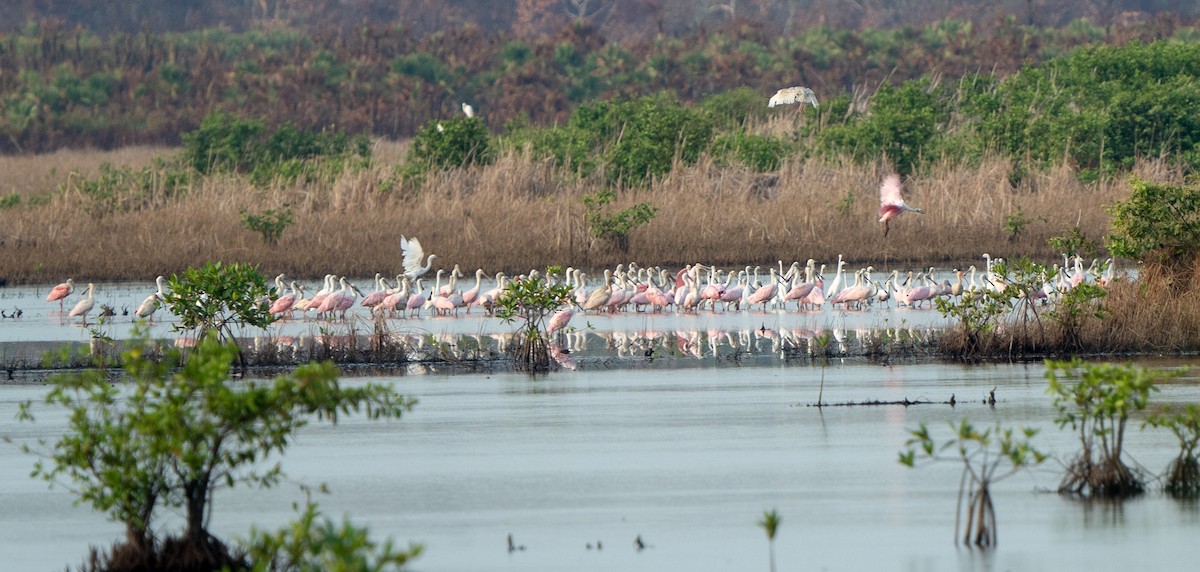 Espátula Rosada - ML622245973