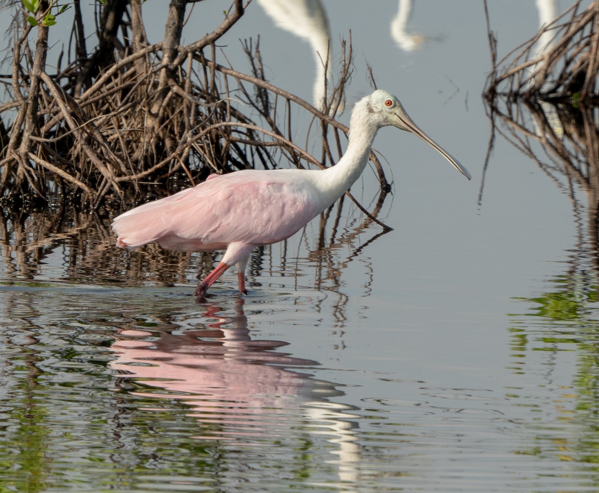 Espátula Rosada - ML622245975