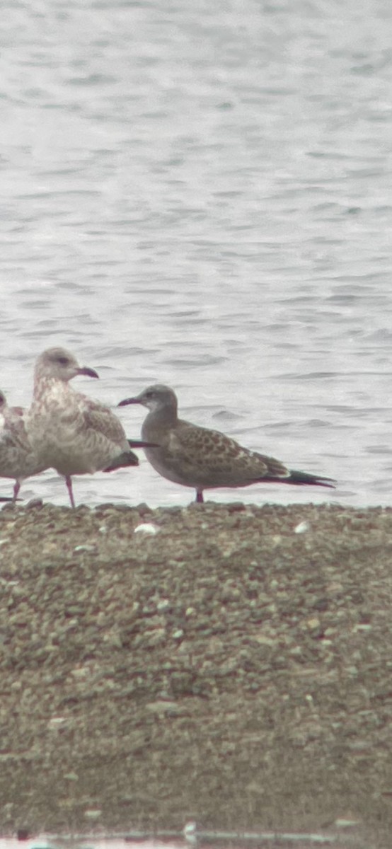 Laughing Gull - ML622245986