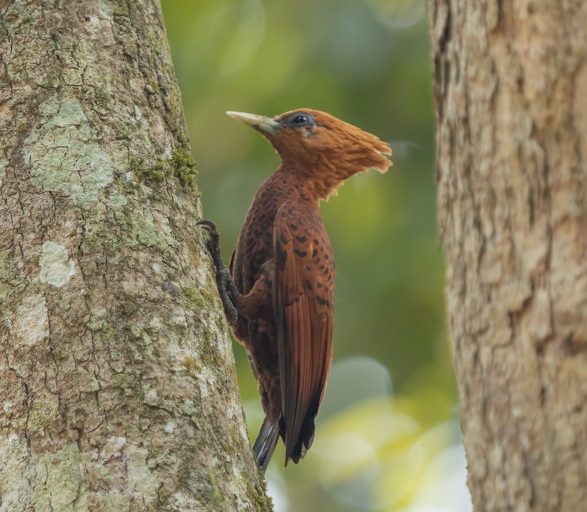 Chestnut-colored Woodpecker - ML622246057