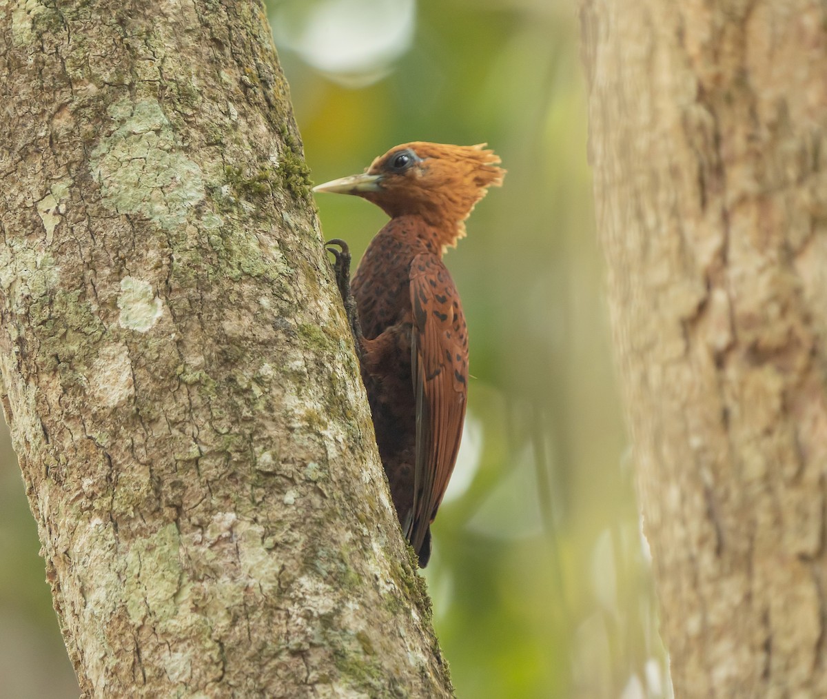 Chestnut-colored Woodpecker - ML622246058