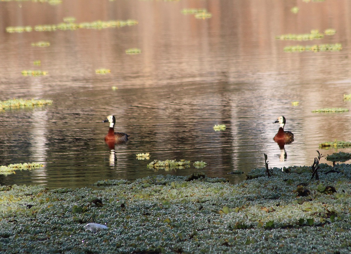 White-faced Whistling-Duck - ML622246169