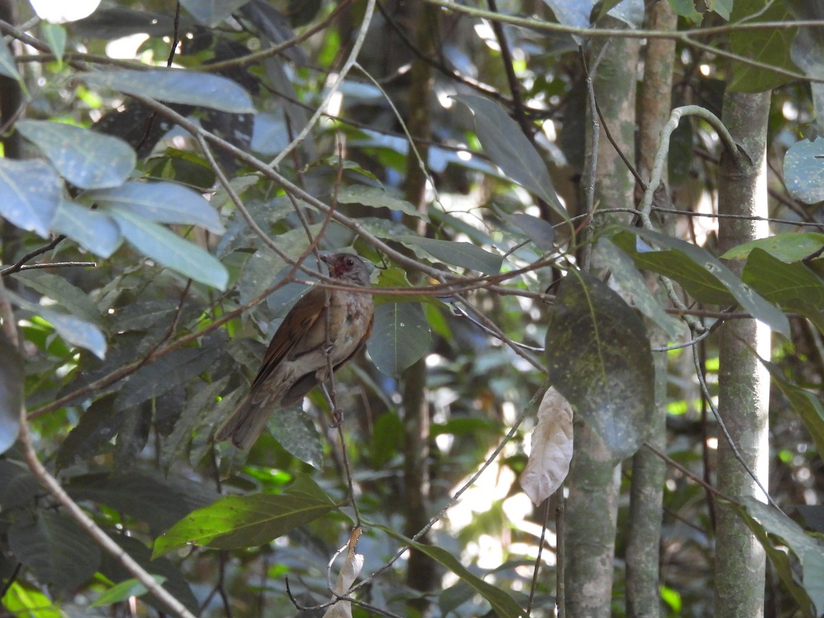 Pale-breasted Thrush - ML622246198