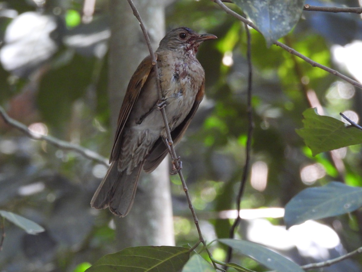 Pale-breasted Thrush - ML622246200