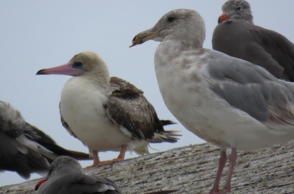 Western x Glaucous-winged Gull (hybrid) - ML622246209