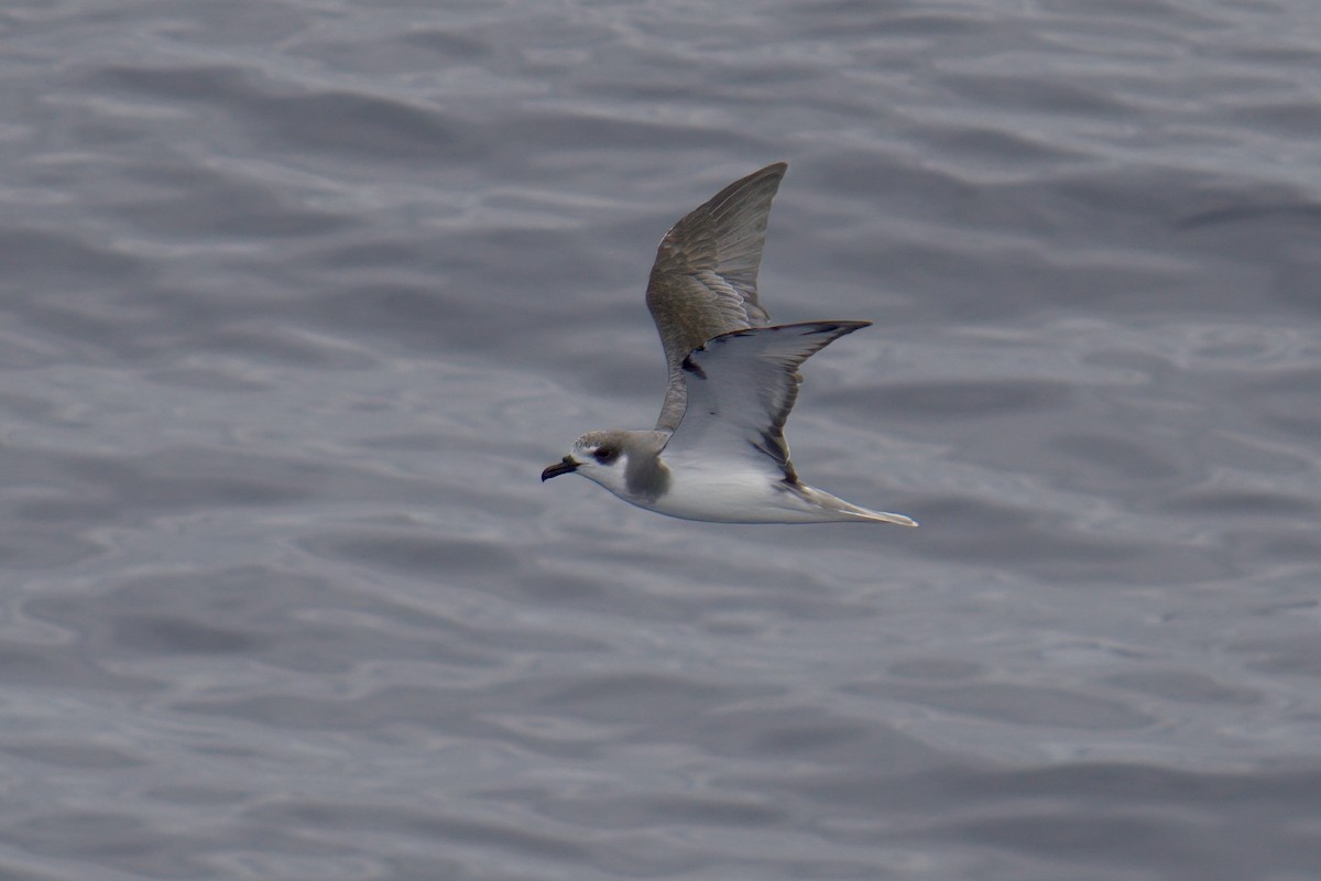 Masatierra Petrel - ML622246279