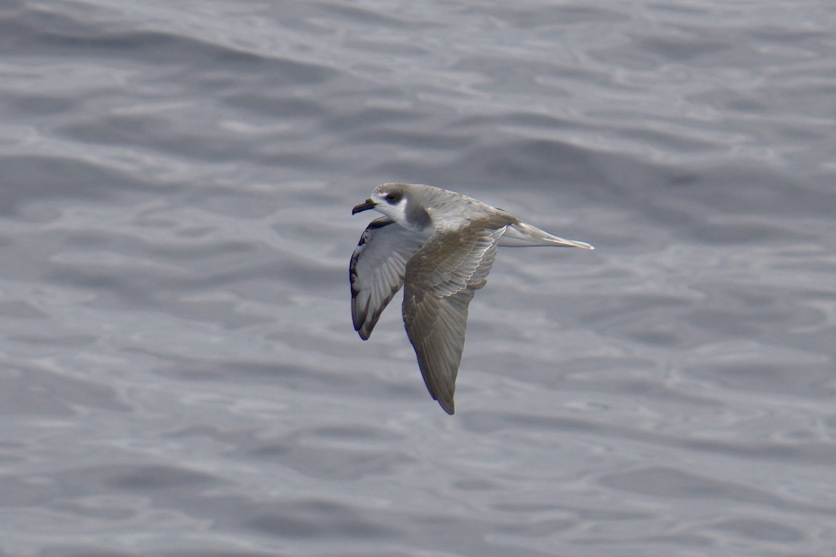 Masatierra Petrel - ML622246280