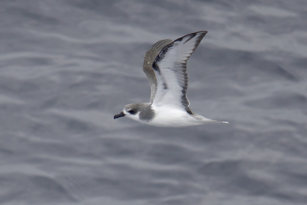 Masatierra Petrel - ML622246282