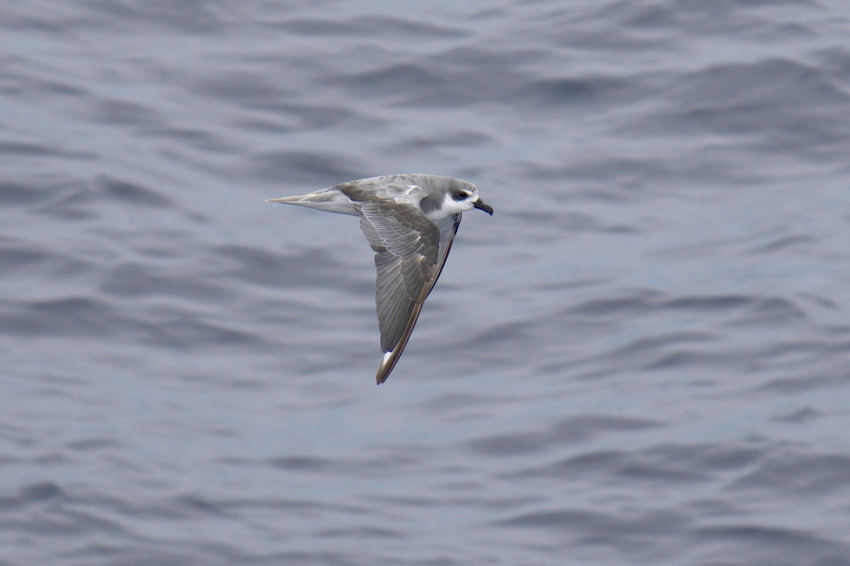 Masatierra Petrel - ML622246283