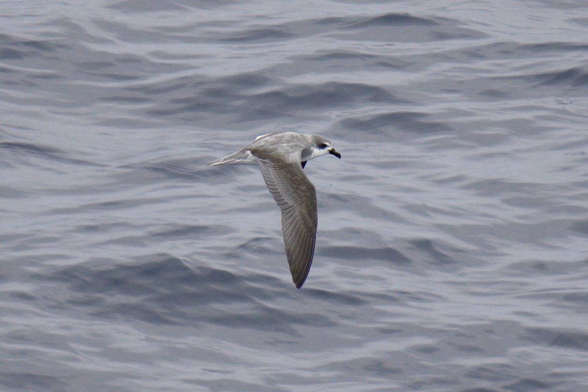 Masatierra Petrel - ML622246285