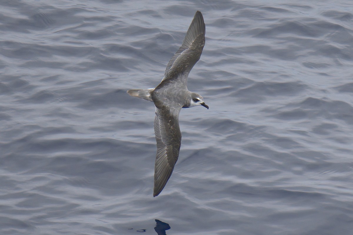 Masatierra Petrel - ML622246286