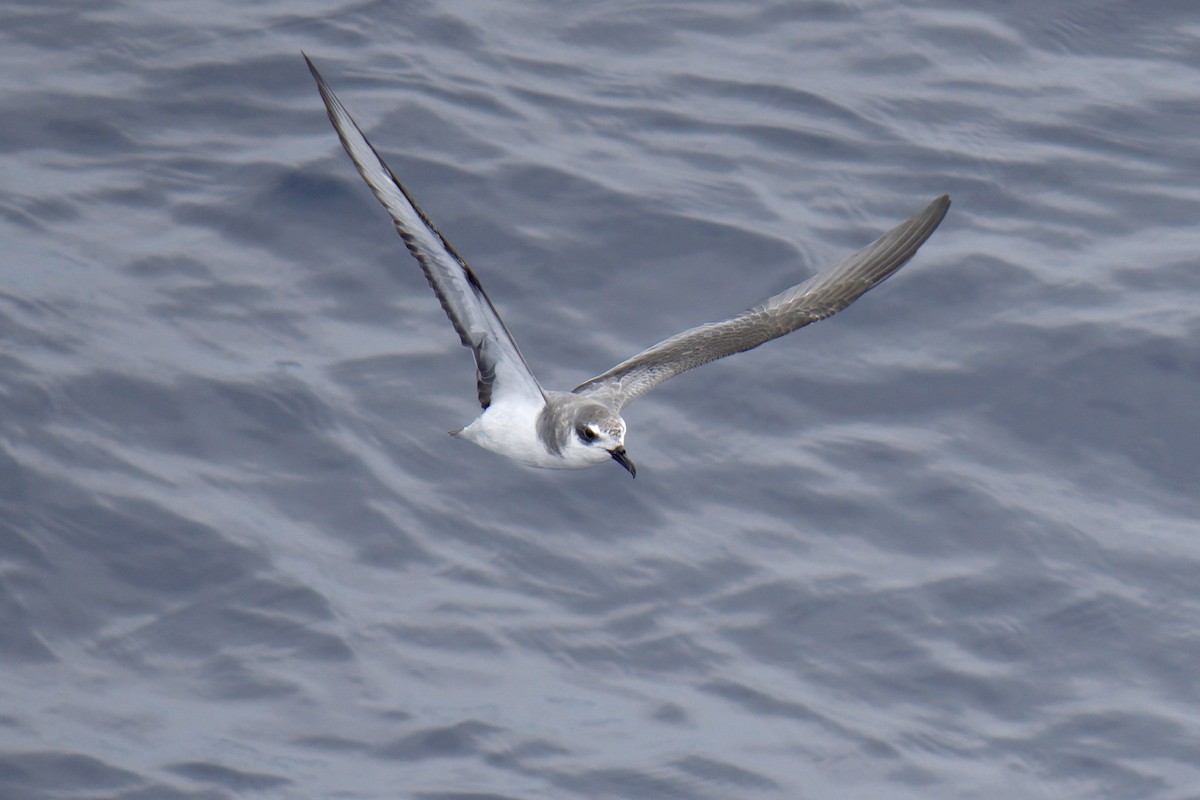 Masatierra Petrel - ML622246287