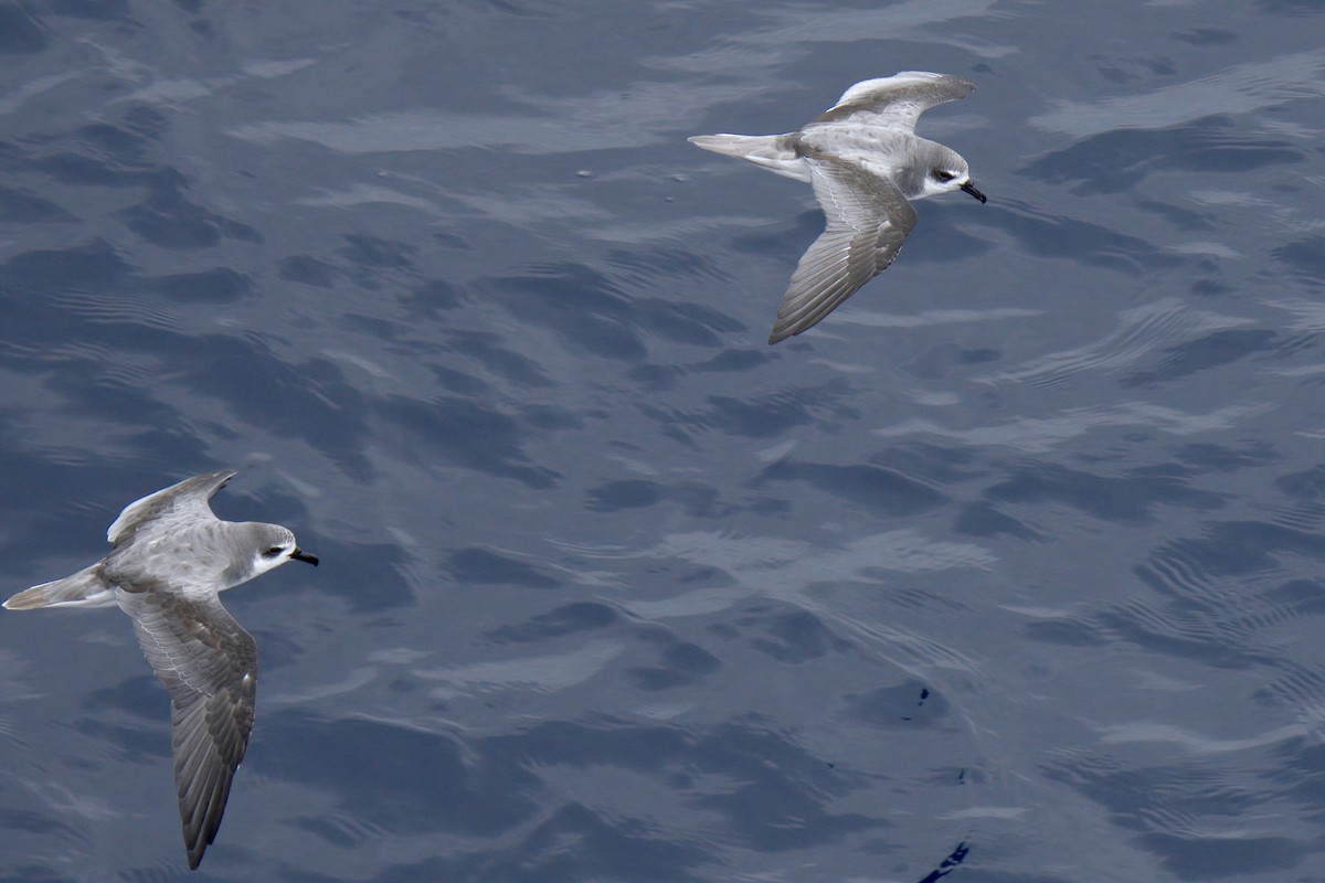 Masatierra Petrel - ML622246288