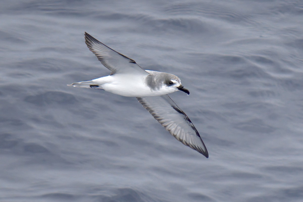 Masatierra Petrel - ML622246297