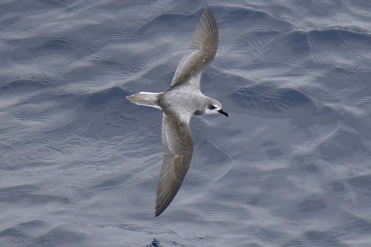 Masatierra Petrel - ML622246298