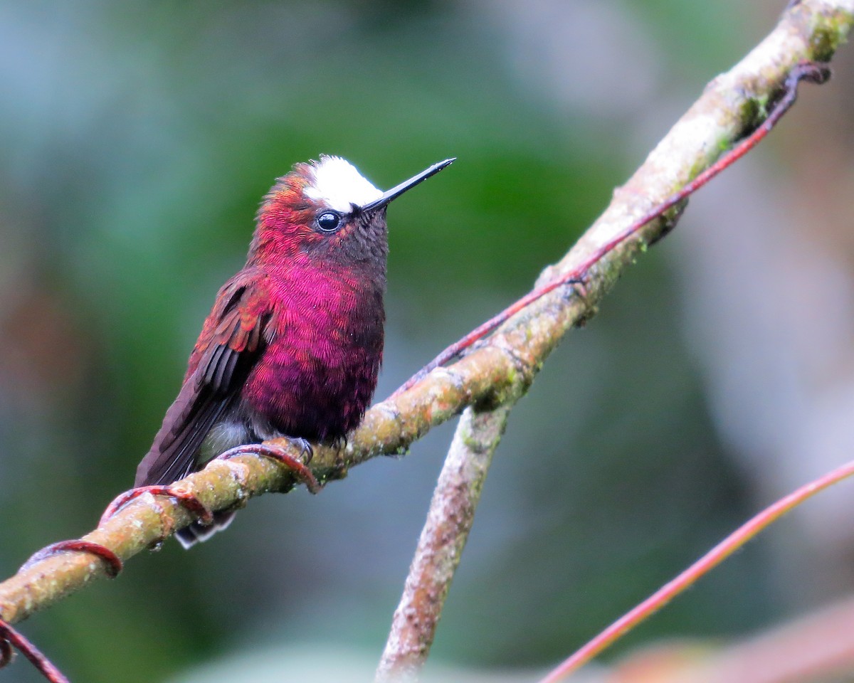 Snowcap - ML622246306