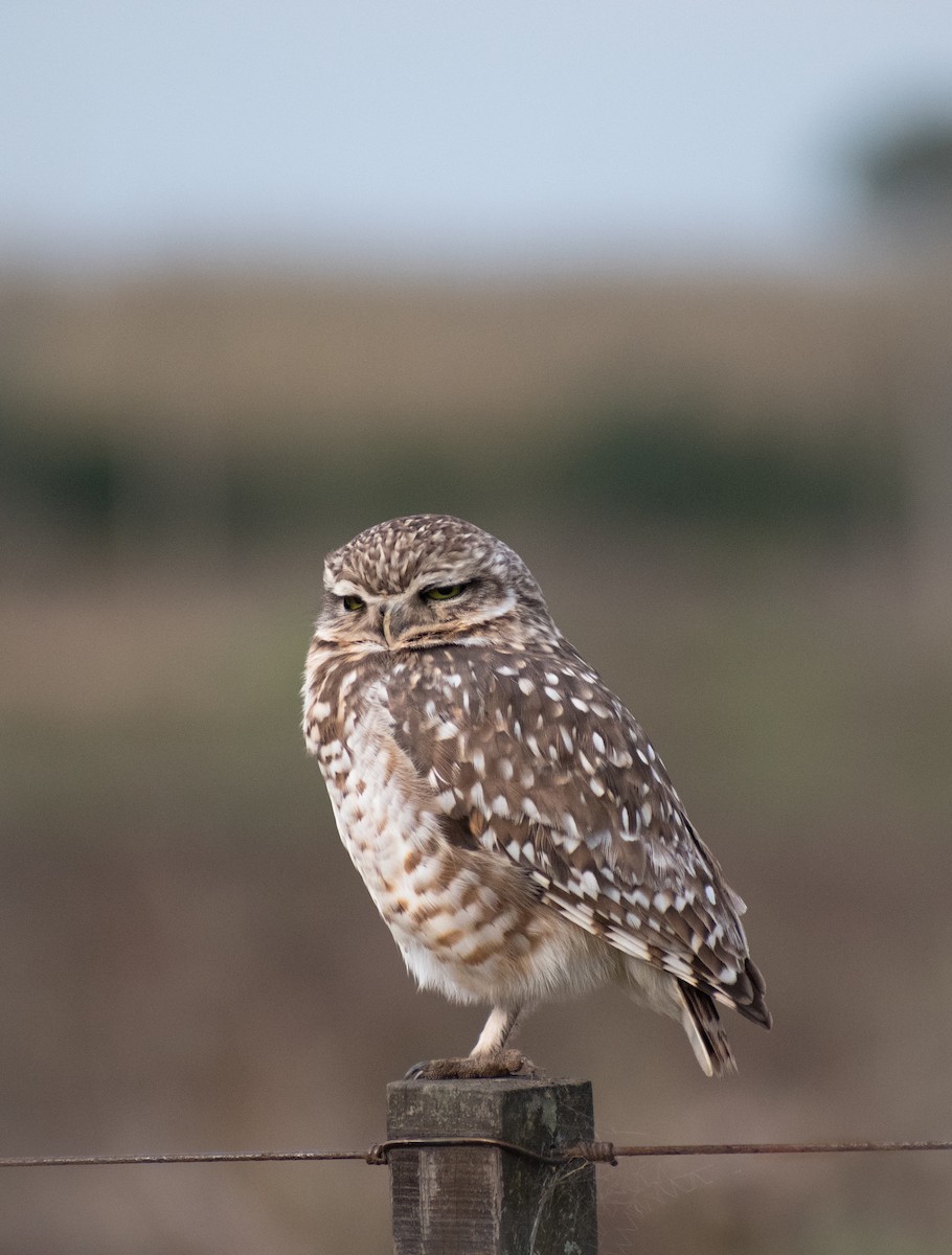 Burrowing Owl - ML622246334