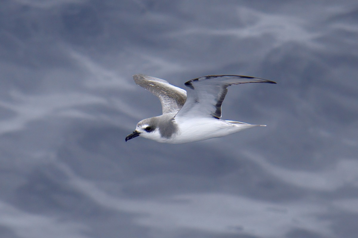 Masatierra Petrel - ML622246349