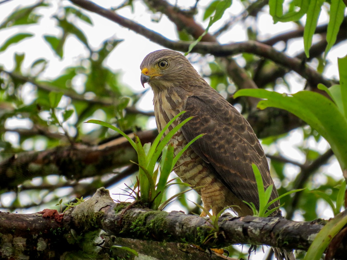 Roadside Hawk - ML622246352