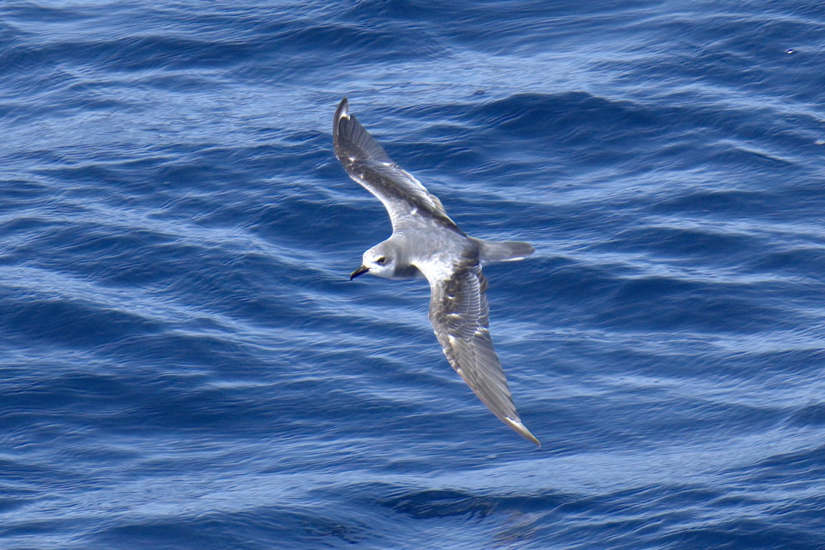 Masatierra Petrel - ML622246362