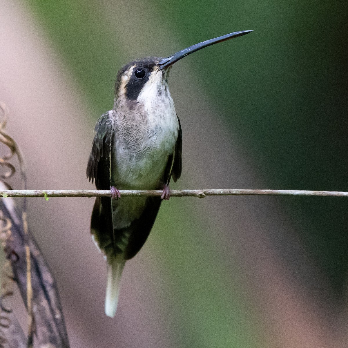 Pale-bellied Hermit - ML622246372