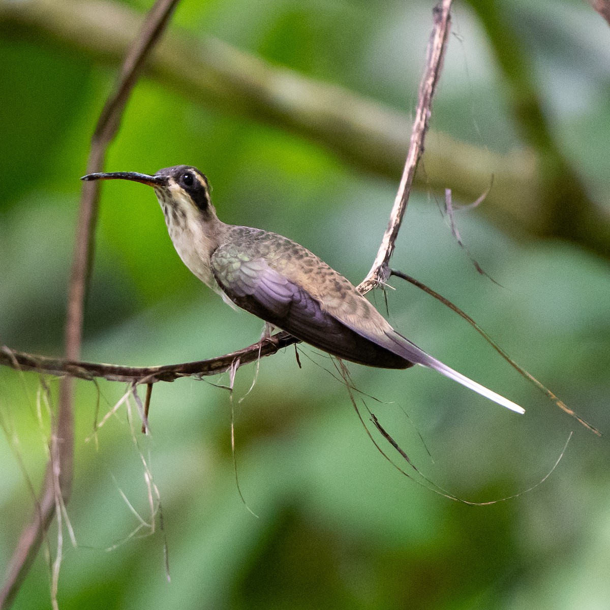 Pale-bellied Hermit - ML622246373