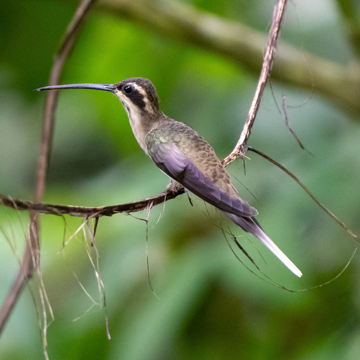 Pale-bellied Hermit - ML622246374