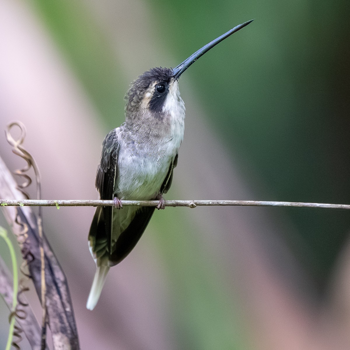 Pale-bellied Hermit - ML622246375