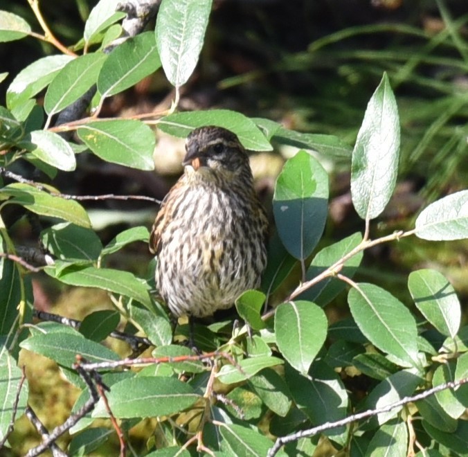 Red-winged Blackbird - ML622246414