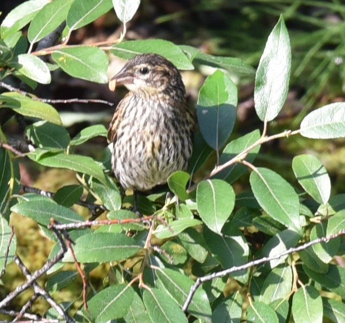 Red-winged Blackbird - ML622246415