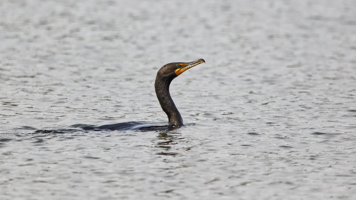 Double-crested Cormorant - ML622246436