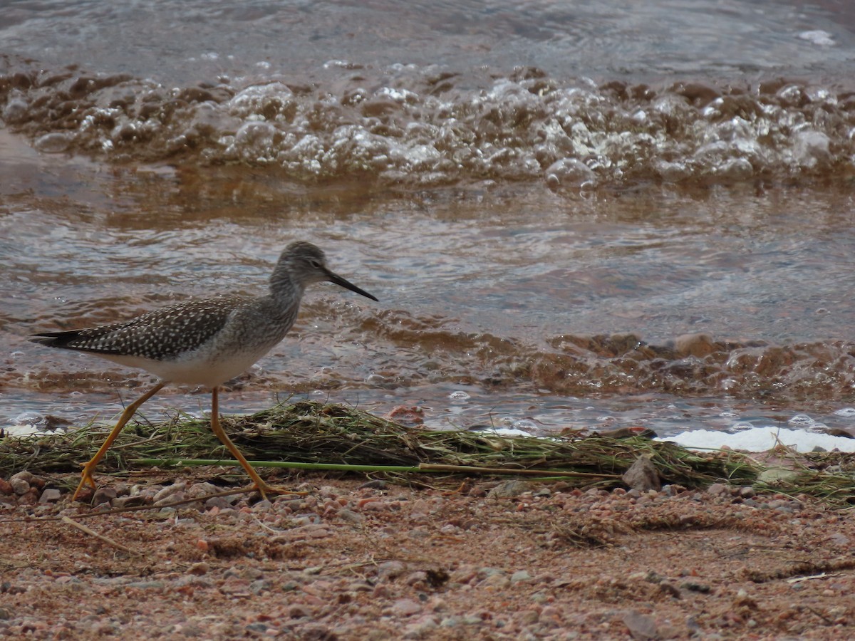 Lesser/Greater Yellowlegs - ML622246553