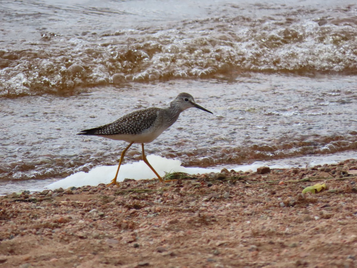 Lesser/Greater Yellowlegs - ML622246554