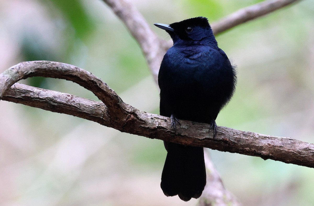 Shining Flycatcher - ML622246577