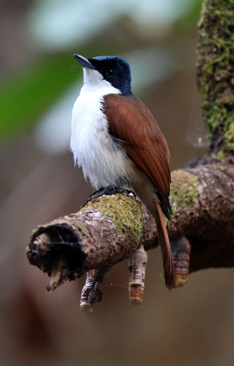 Shining Flycatcher - ML622246578