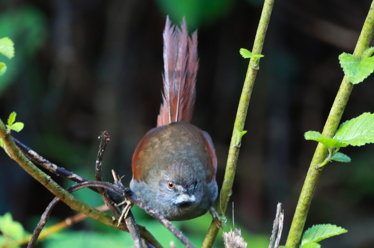 Gray-bellied Spinetail - ML622246594