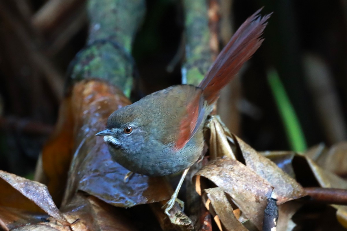 Gray-bellied Spinetail - ML622246595