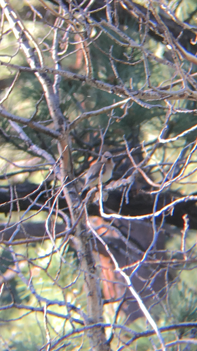 Cedar Waxwing - ML62224661