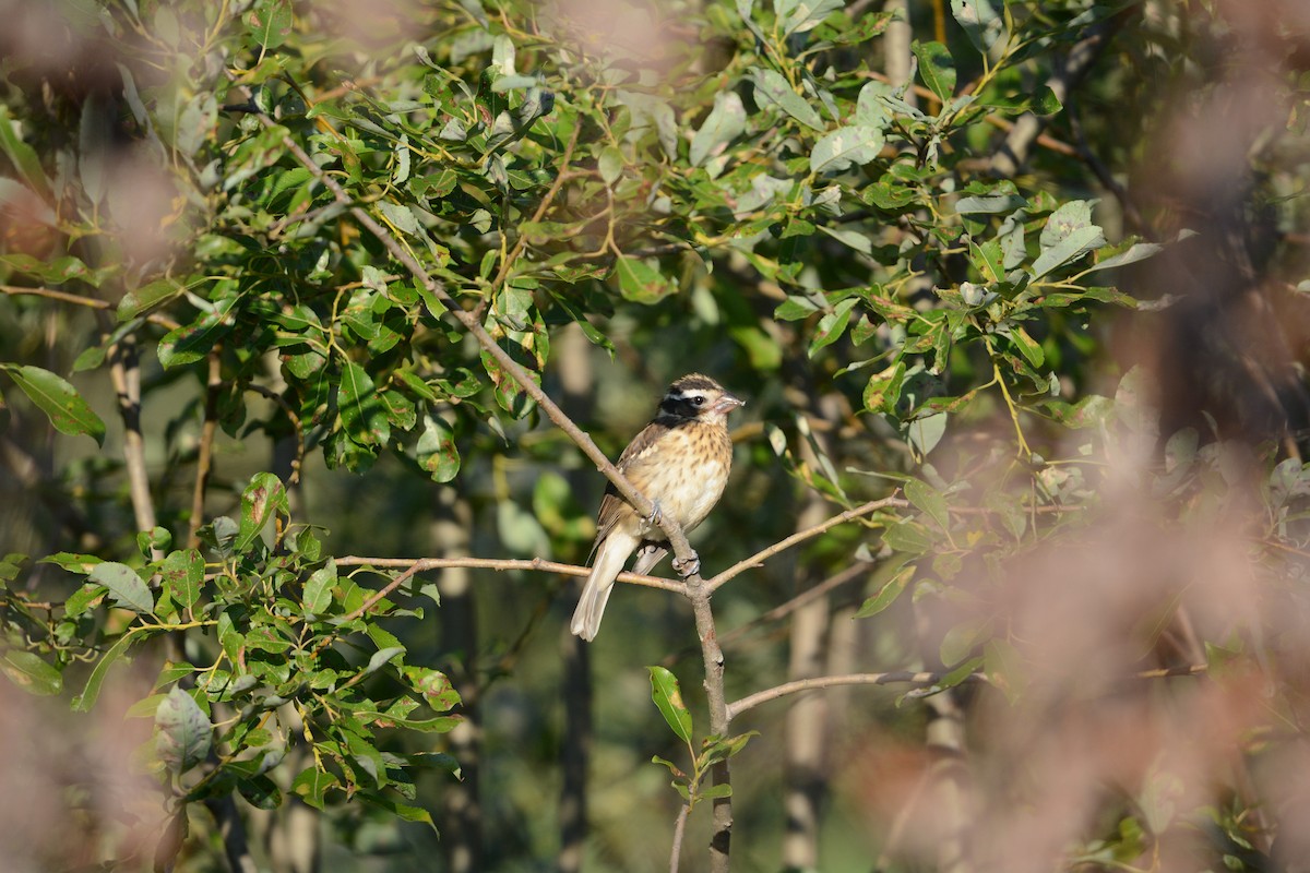 Rose-breasted Grosbeak - ML622246662