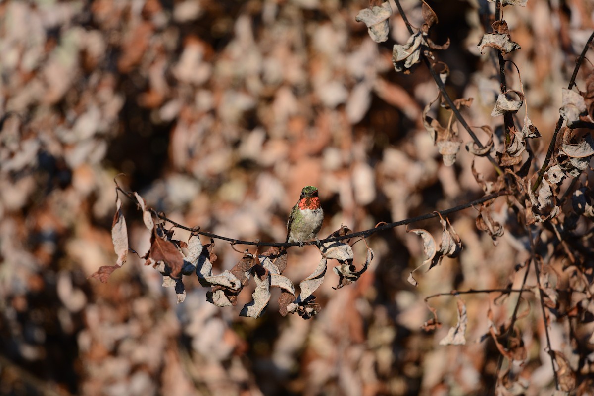 Ruby-throated Hummingbird - ML622246669