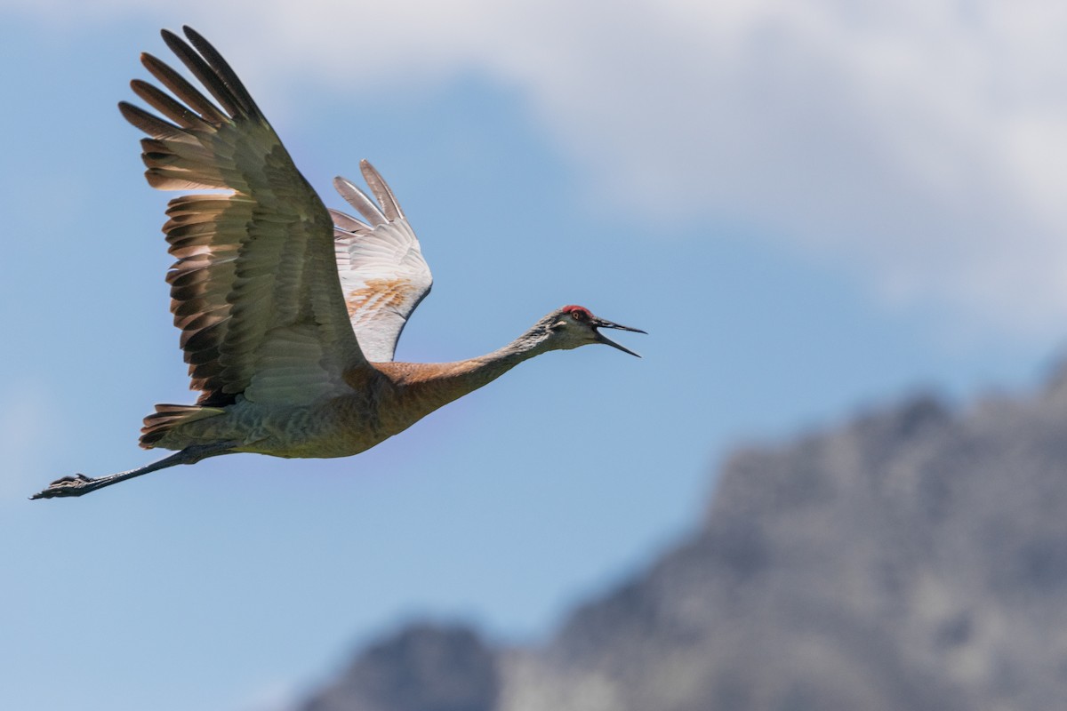 Sandhill Crane - ML622246732